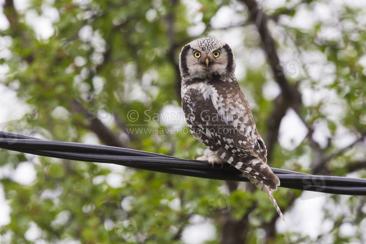 Northern Hawk-Owl, adult perched on a wire